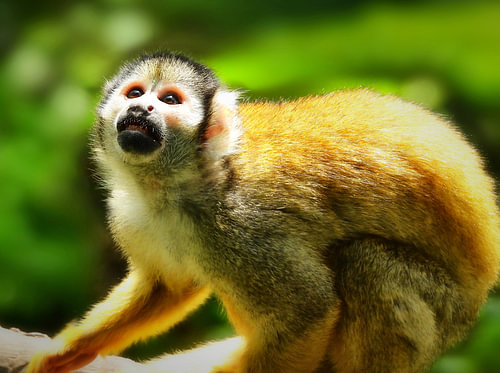 Peruvian squirrel monkey