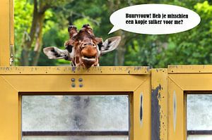 Giraffe, Nachbar! von Leo Huijzer