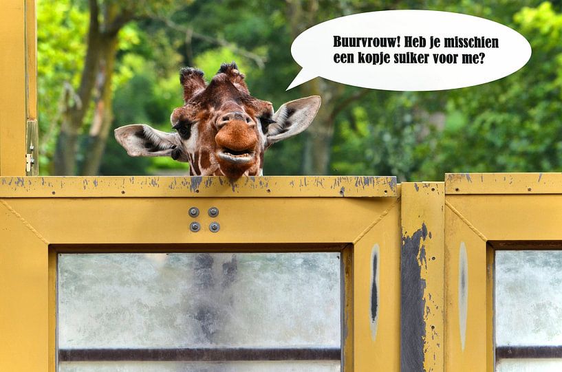 Giraffe, neighbour! by Leo Huijzer