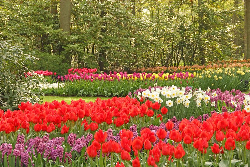 Keukenhof Serie - Blumenmeer von Wilma Overwijn