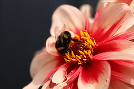 Dahlia sur Joanne Tekent
