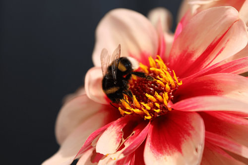 Dahlia