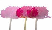Tulpen in dreifacher Ausfertigung