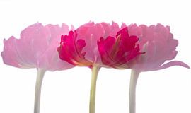 Tulips in triplicate by Ida Muller
