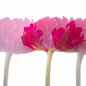 Tulipes en trois exemplaires sur Ida Muller