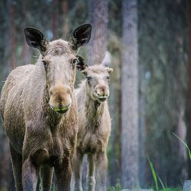 Elanden in de natuur van Zweden van Sylvia Schuur