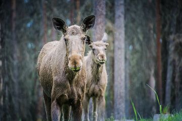 Elanden in de natuur van Zweden van Sylvia Schuur