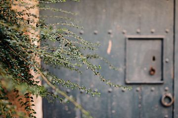 plante avec une vieille porte en arrière-plan