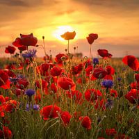 Poppys at Sunset