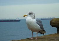 Möwe