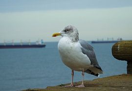 Möwe von Anita van Gendt