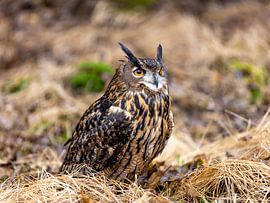 Eagle owl by Manuel Weiter