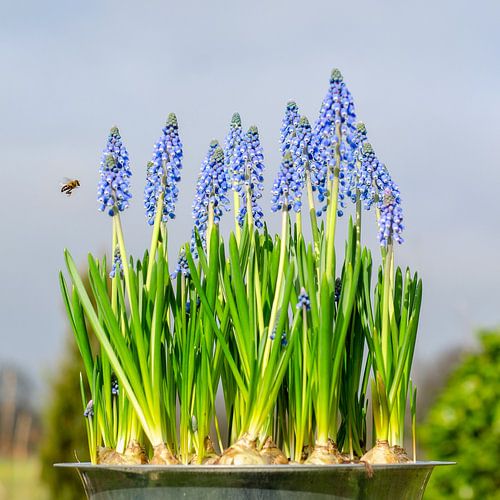 Bosje lente met een blije bij