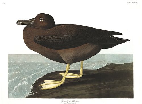 Albatrossen