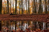 Herbst im Wald auf der Veluwe (Spiegelbild des Speulderbos)