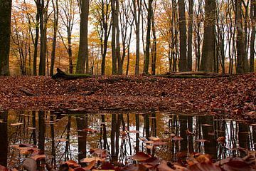 Herbst im Wald auf der Veluwe (Spiegelbild des Speulderbos) von Esther Wagensveld