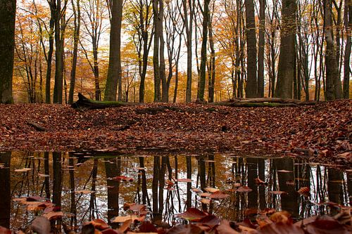 Herfst in het bos op de Veluwe (spiegeling Speulderbos)