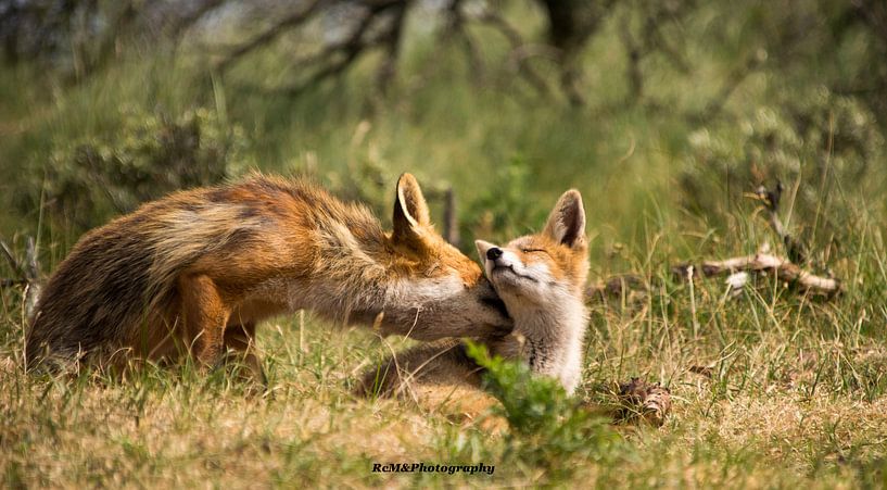 Red fox. by Robert Moeliker