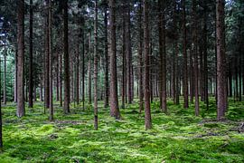 Beautiful Pine Forest by Ruurd van der Meulen