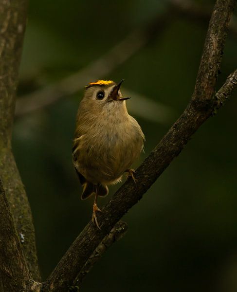 Goudhaan zingend in het bos. van Wouter Van der Zwan