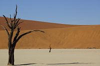 Dode bomen in Deadvlei, Namibië
