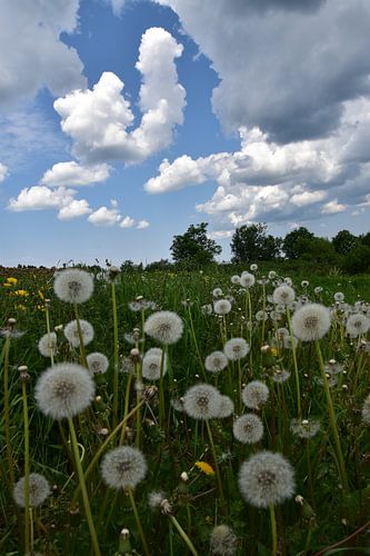 Een gebied met paardebloembloemen