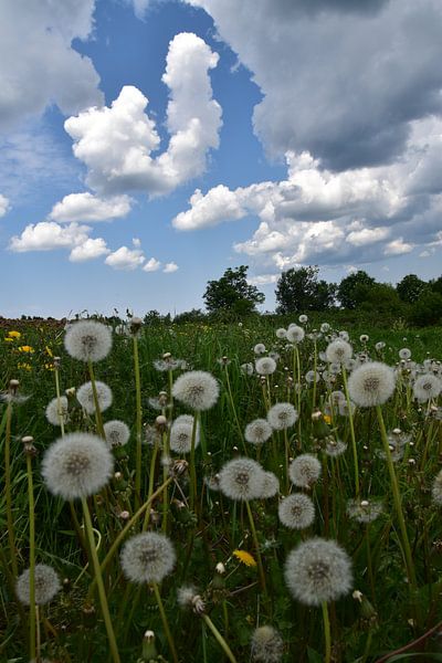 Eine Fläche mit Löwenzahnblüten von Claude Laprise