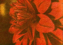 Dahlia von Jeroen ten Caat