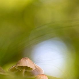 Pilze in grün von Mark Scheper