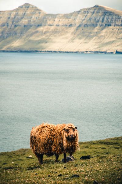Schaap op de Faeröer Eilanden van Expeditie Aardbol