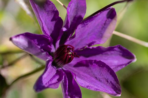 La clématite dans la fleur de l'âge