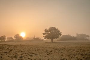 Einsamer Baum oben im Sand im Nebel von KB Design & Photography (Karen Brouwer)
