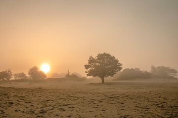 Arbre solitaire sur le sable dans la brume sur KB Design & Photography (Karen Brouwer)