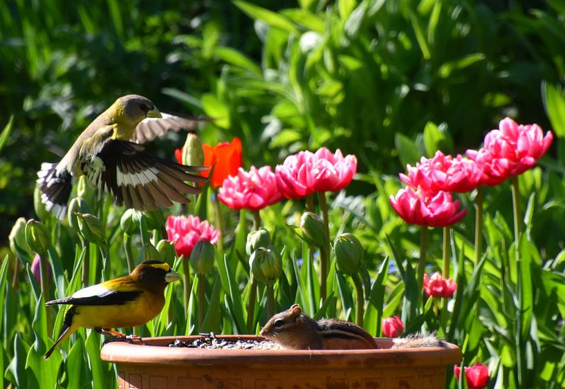 Birds in the garden in spring by Claude Laprise