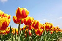 Landschap van Tulpen in Holland