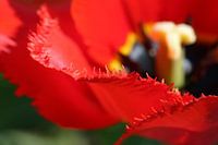 Tulip Blossom