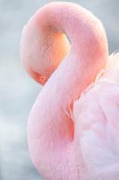Roze Flamingo