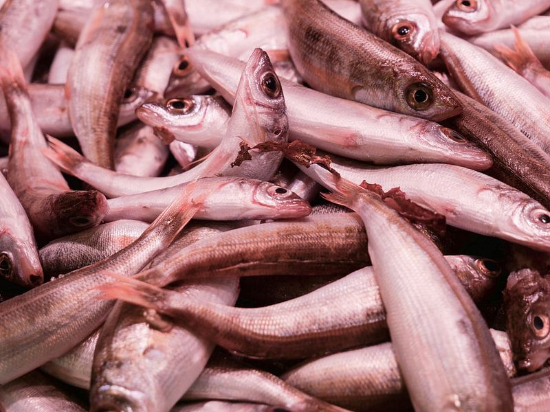 Fish by Judith van Wijk