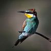 Wind in the feathers by Christa Krus