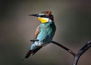 Wind in the feathers by Christa Krus thumbnail