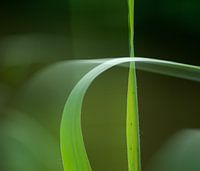 Riet