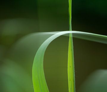 Riet