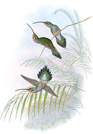Guy’s Hermit, John Gould by Hummingbirds