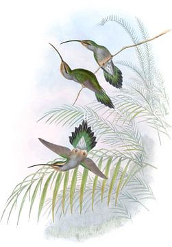 Guy's Hermit, John Gould van Hummingbirds