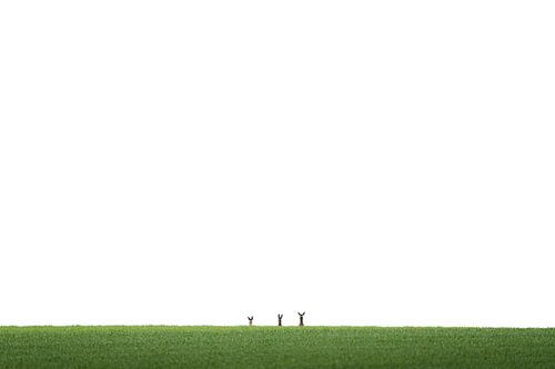 Herten nemen afscheid