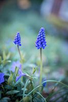 Blaue Trauben