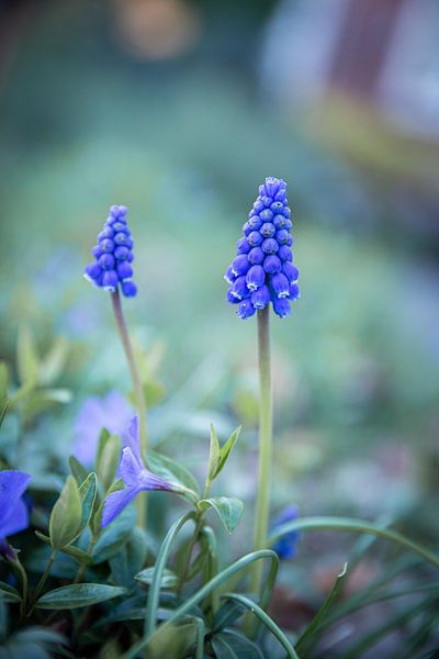 Blaue Trauben von Danique Habets