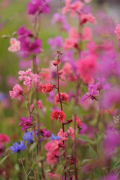 Almond rose 'happy colours by Dagmar Hijmans