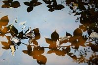Herfst