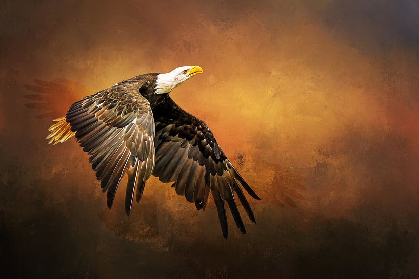 American bald eagle in flight by Diana van Tankeren